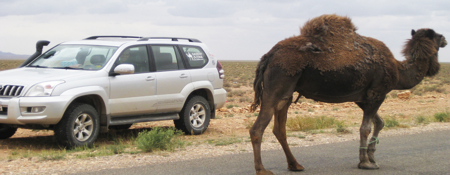 Excursiones camello merzouga rutas Viajes